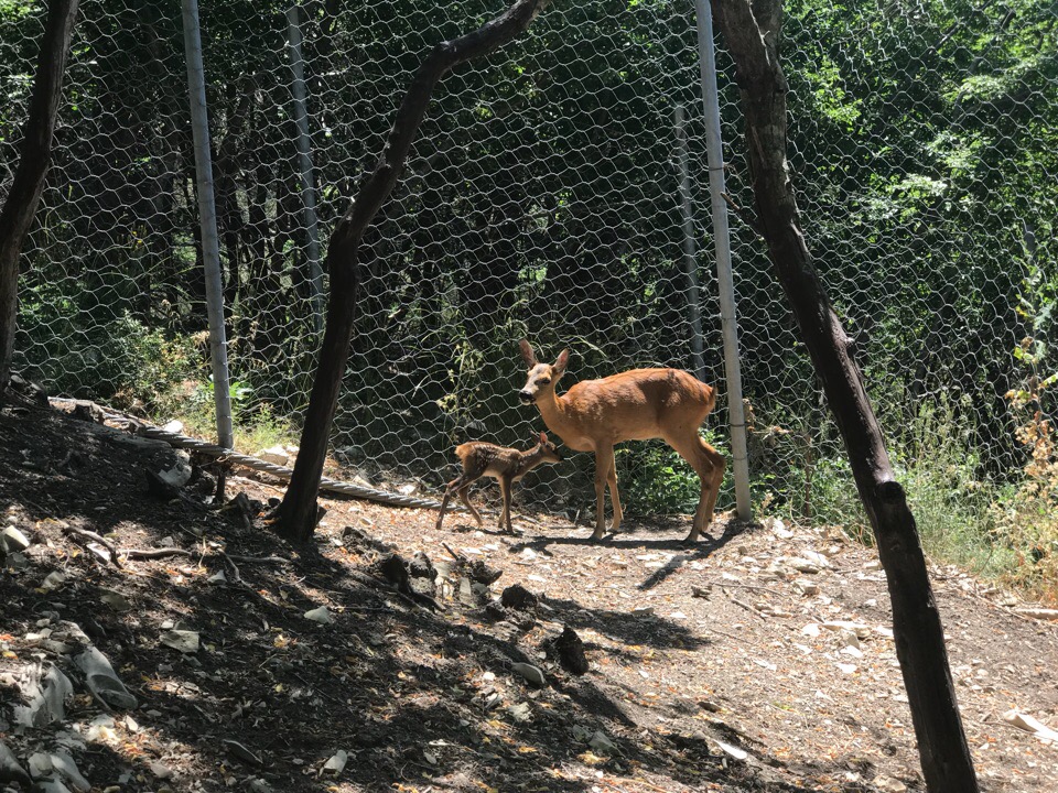 Ярославль смоленский бор сафари парк. Сафари парк в дании. Ярославский зоопарк парк копытных. Сафари парк калужская область. Работники сафари парка.