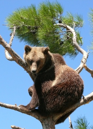 Сафари-парк - Бурый медведь