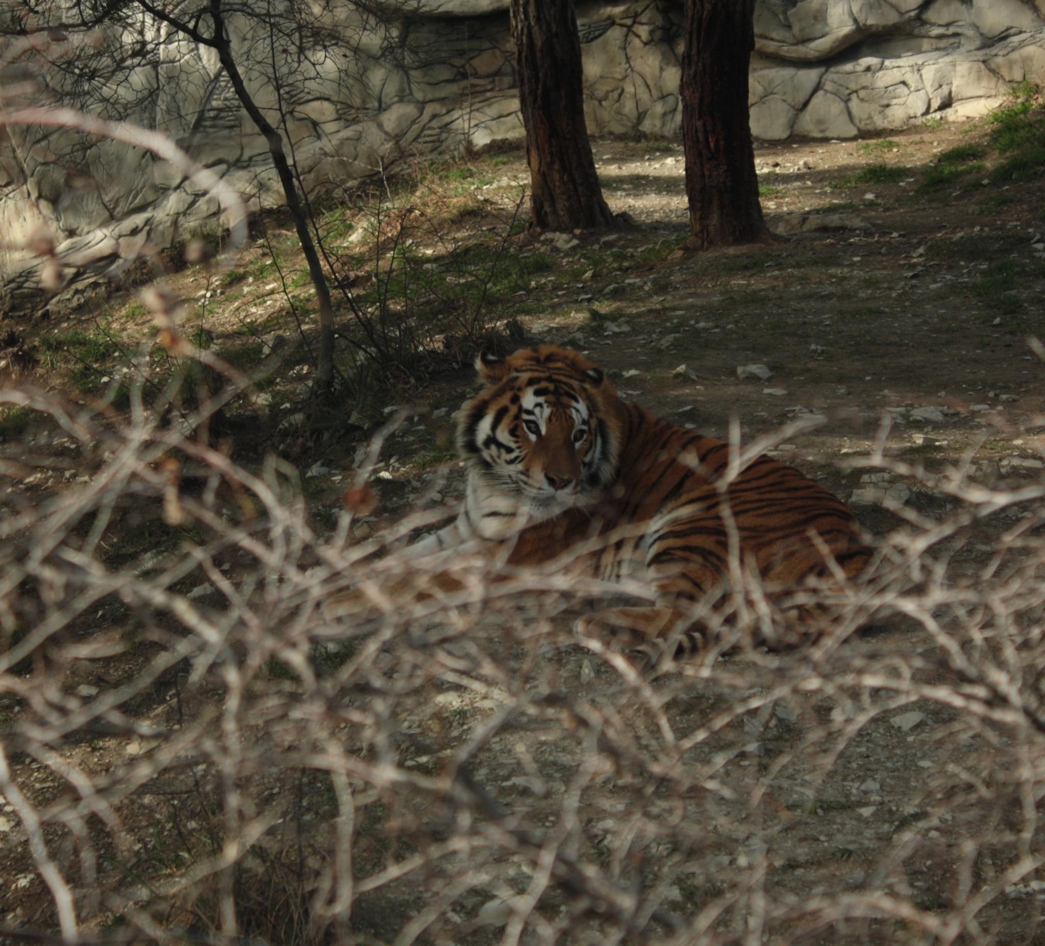 Сафари парк ростов. Развлекательный центр в соколе сафари парк. Сафари парк дубай. Сафари центр. Зоологический центр сафари в рамат-гане рамат-ган.