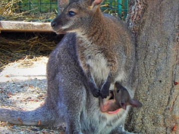 Пополнение в семействе кенгуру