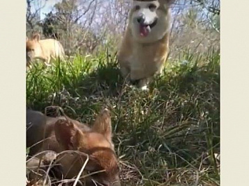 В Сафари-парке Геленджика корги воспитывают красных волков