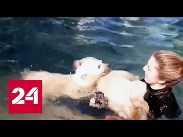 Россия 24 - Сафари-Парк поделился кадрами первого купания белых медвежат