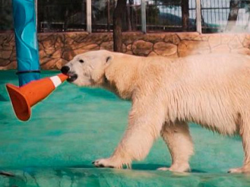 Сафари Парк отметил Международный день полярного медведя
