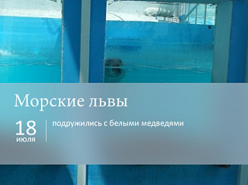 Морские львы подружились с белыми медведями