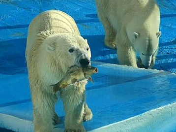 Белые медведи - отличные пловцы!
