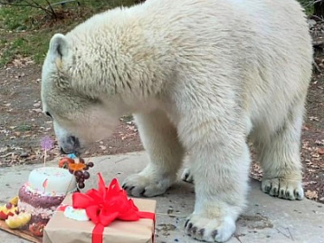 Белые медвежата празднуют свой день рождения