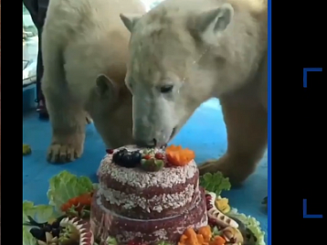 New York Post: Polar bears chomp on meaty birthday cake
