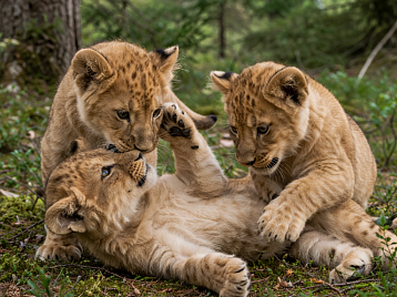 В Сафари Парке продолжается «Бэби-бум»!