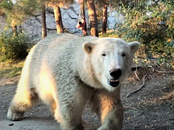 Белая медведица Арктика-Аврора