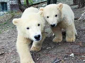 Как живут белые медвежата в Сафари Парке