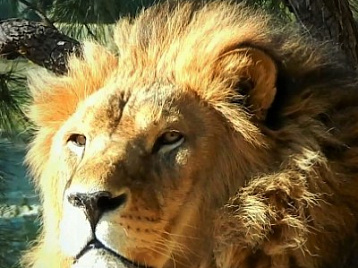 Африканский лев - Царь зверей