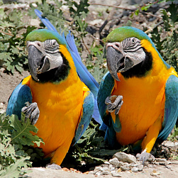 Сине-желтый ара