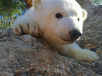 Белым медвежатам исполнился 1 год!